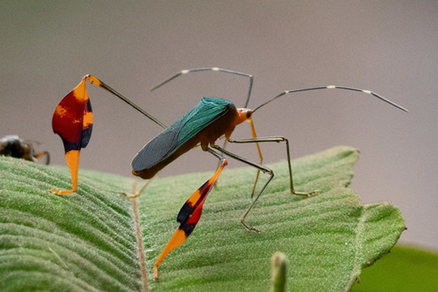 Anisoscelis foliaceus