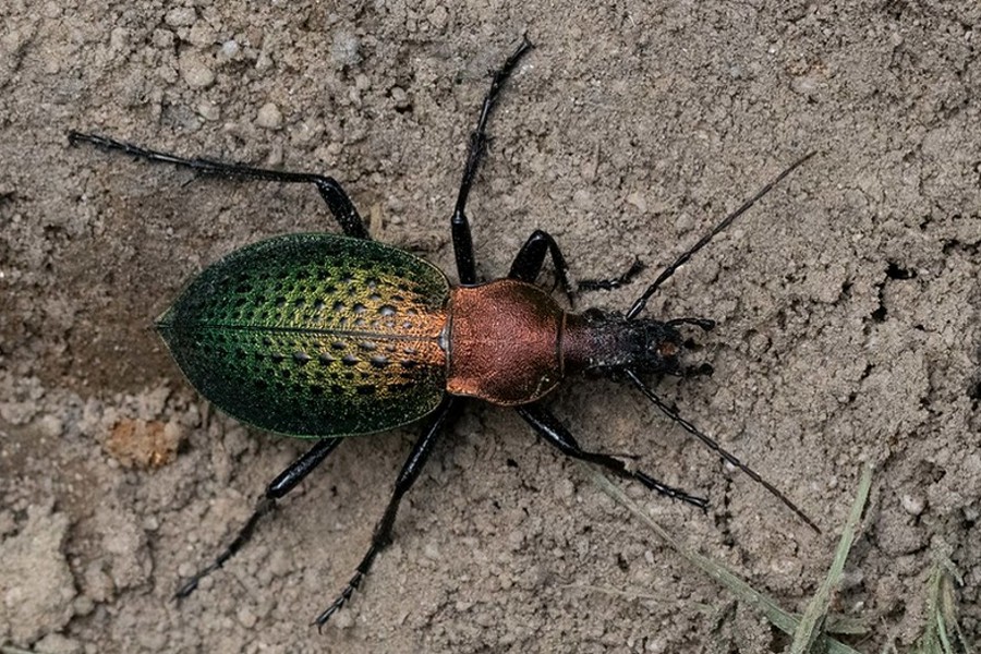 Carabus smaragdinus