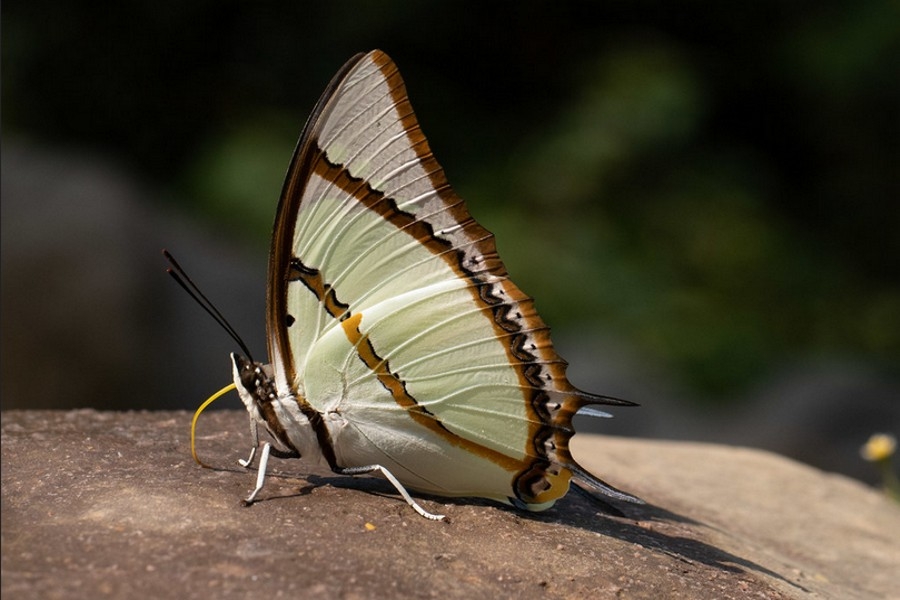 Charaxes dolon