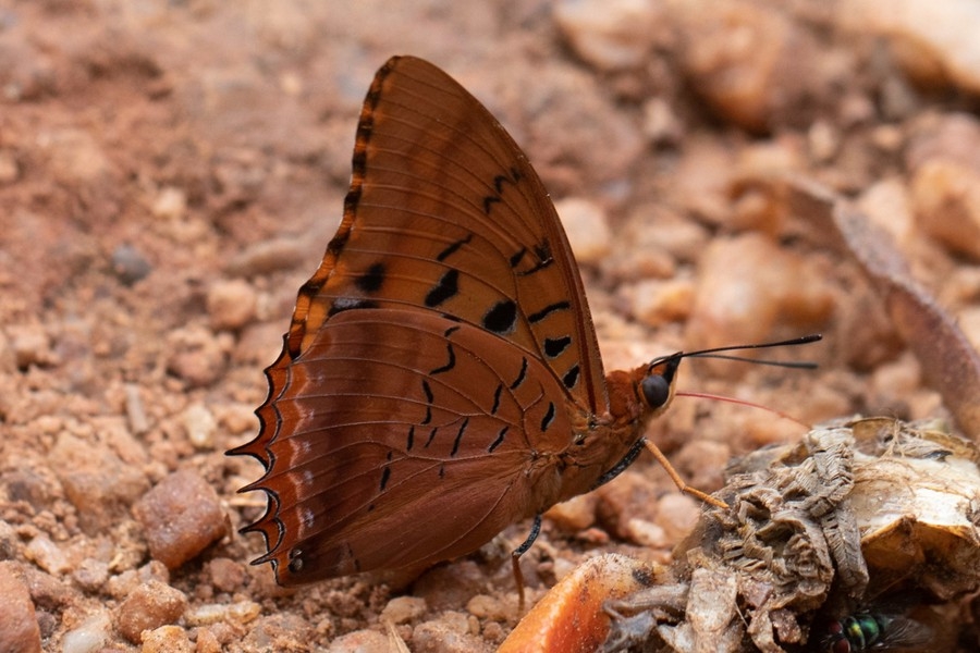 Charaxes lucretius