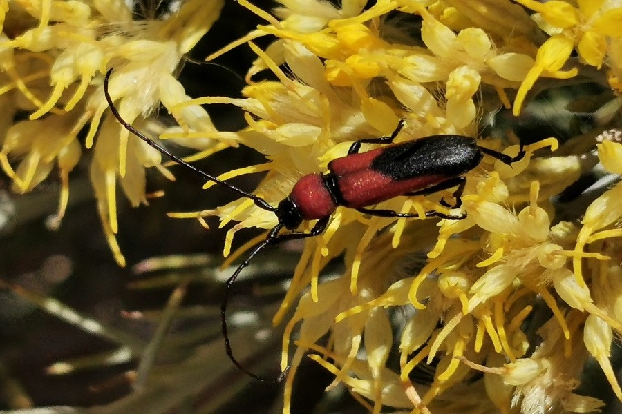 Crossidius coralinus