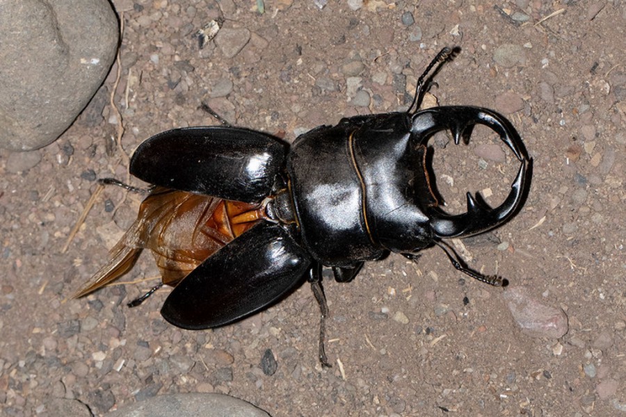 Dorcus curvidens