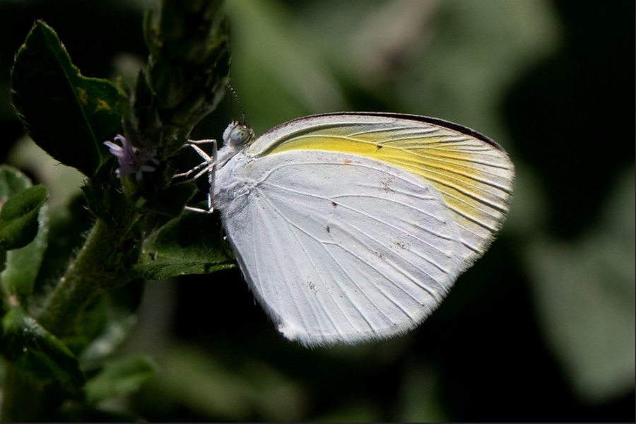 Eurema elathea