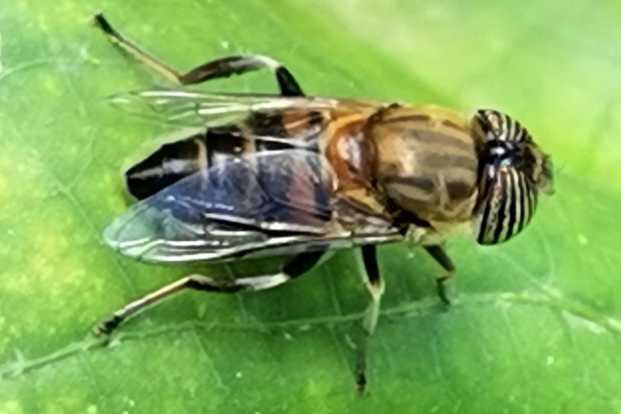 Eristalinus taeniops