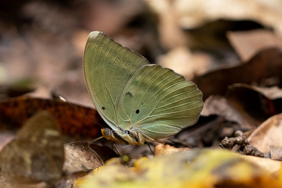 Euphaedra harpalyce