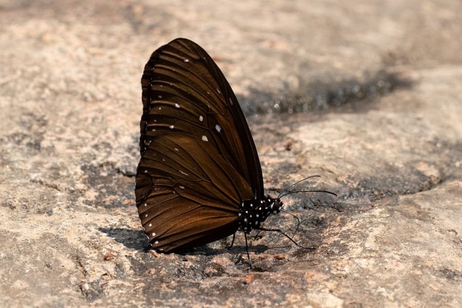 Euploea mulciber