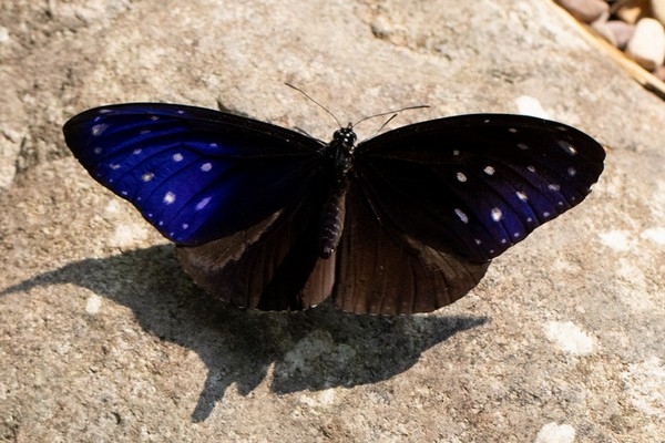 Euploea mulciber