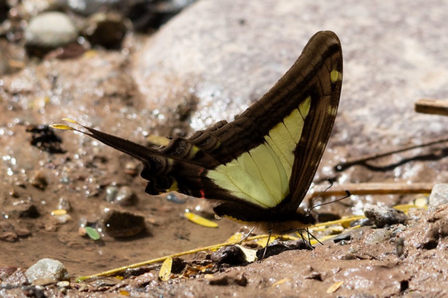 Eurytides leucaspis