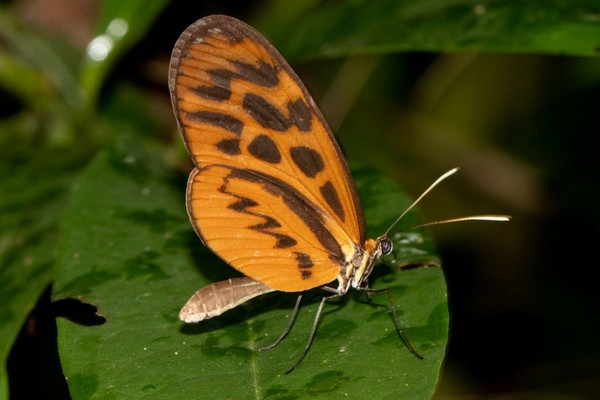 Forbestra olivencia