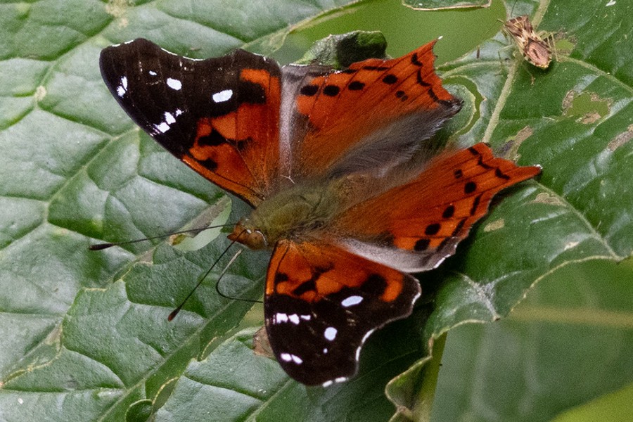 Hypanartia cinderella