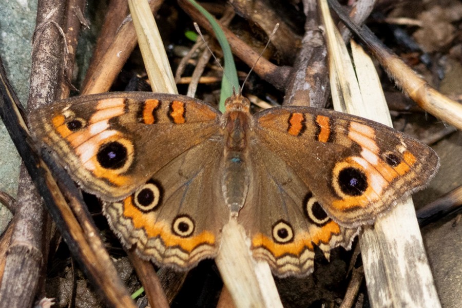 Junonia evarete