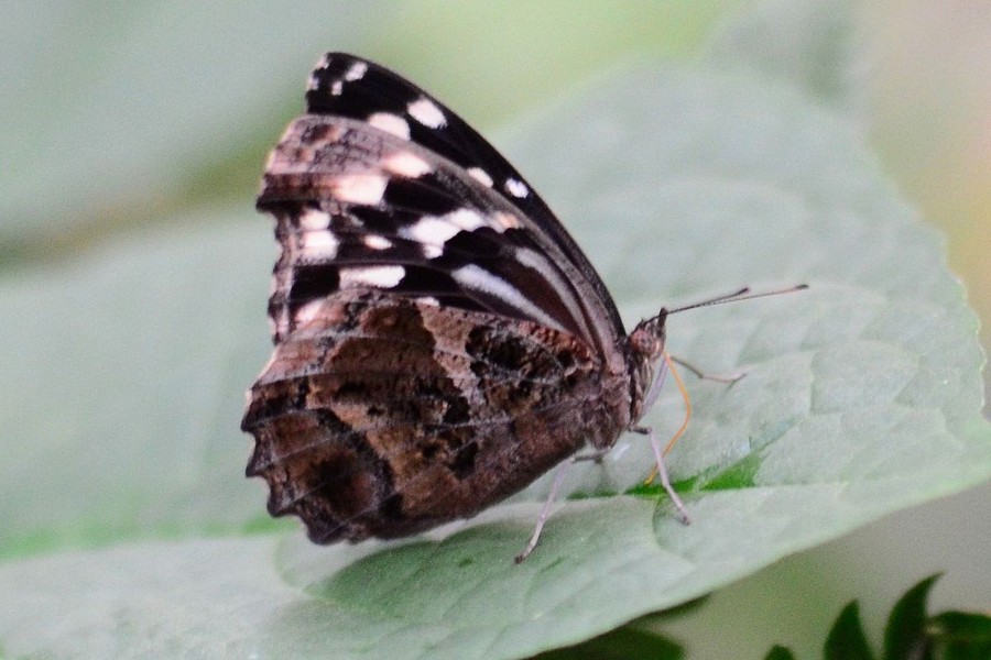 Mexikanischer Blauflügelfalter