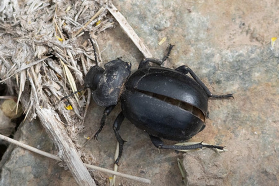 Morica planata