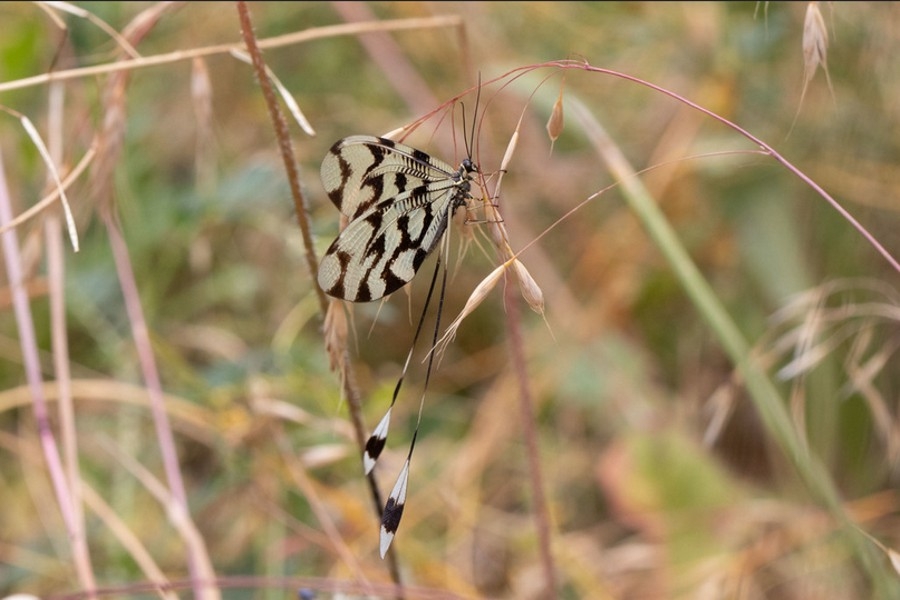 Nemoptera bipennis