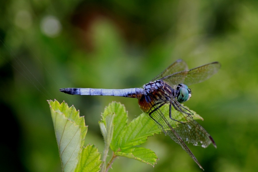 Pachydiplax longipennis