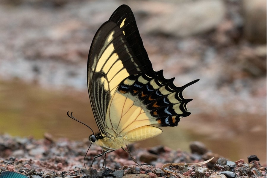 Papilio androgeus