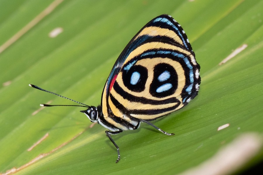 Paulogramma pyracmon