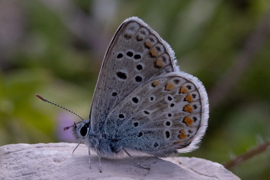 Polyommatus celina