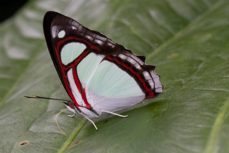 Pyrrhogyra edocla