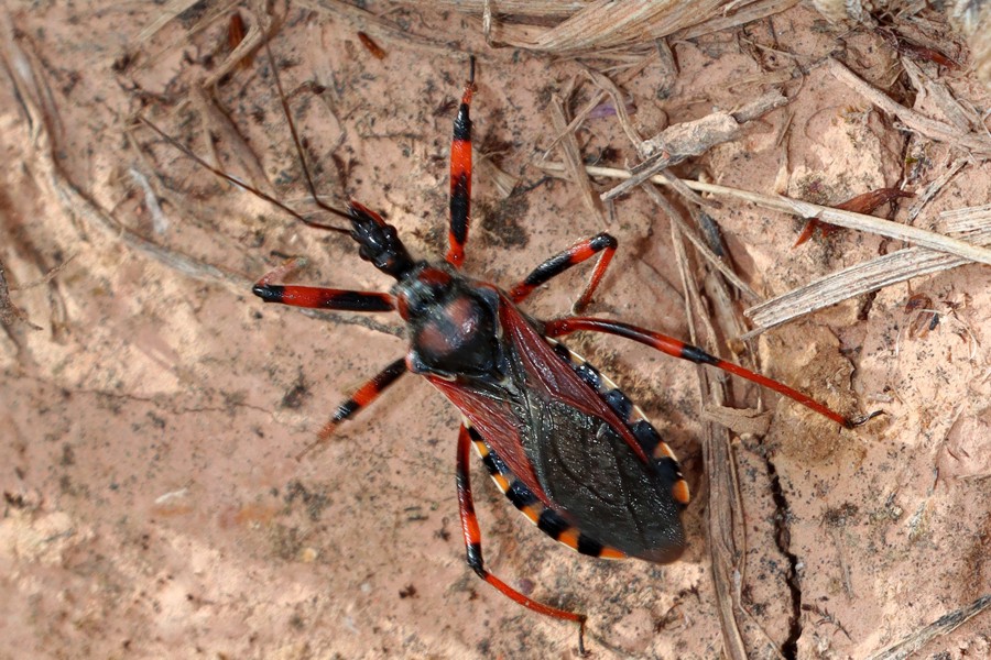 Rhynocoris rubricus