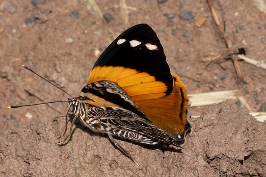 Smyrna blomfildia