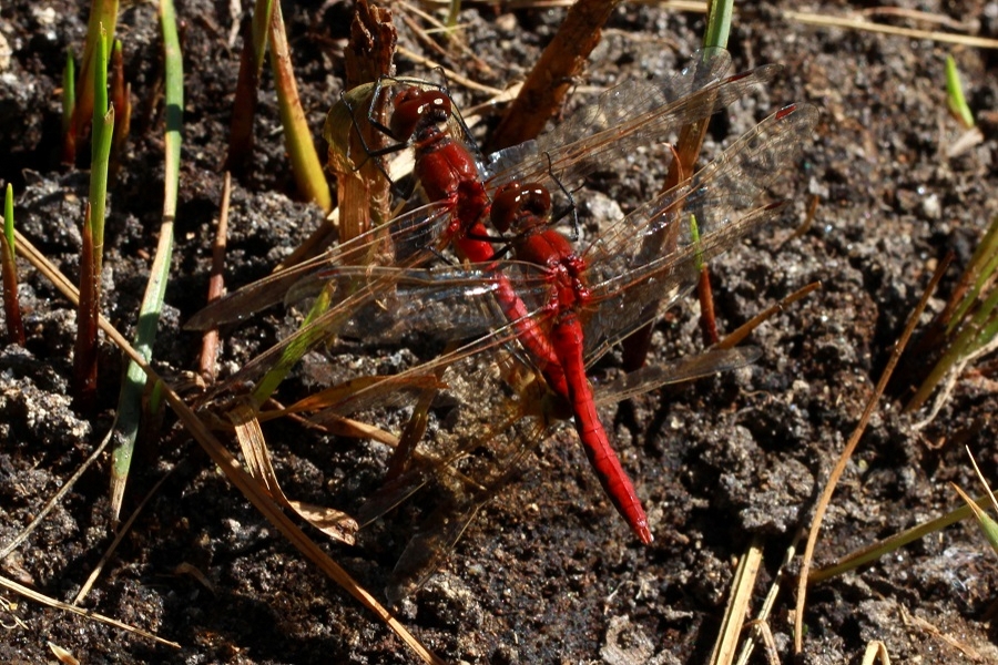 Sympetrum internum