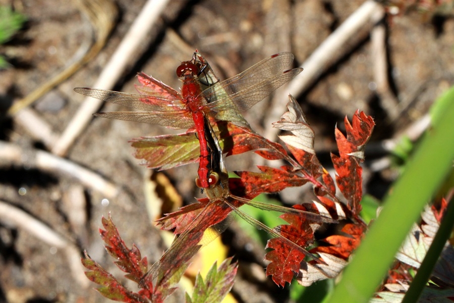 Sympetrum internum