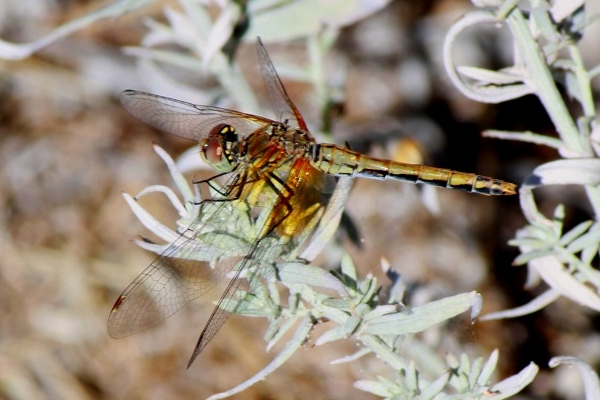 Sympetrum semicinctum