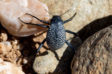 Adesmia biskreensis