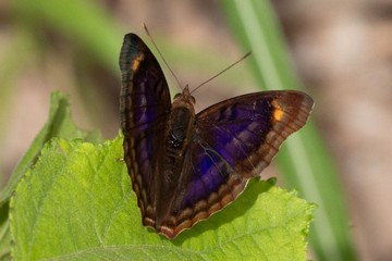 Doxocopa pavon