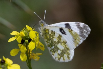 Westlicher Gesprenkelter Weißling