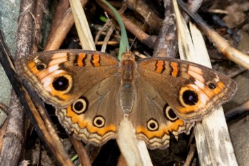 Junonia evarete