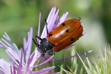 Lachnaia pubescens