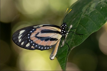 Lycorea halia