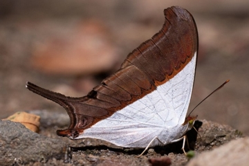 Marpesia zerynthia