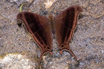 Marpesia zerynthia