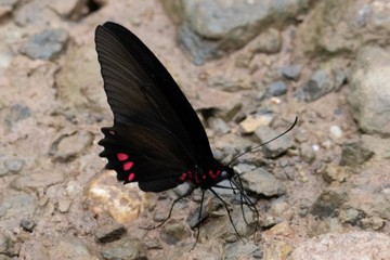 Parides sesostris