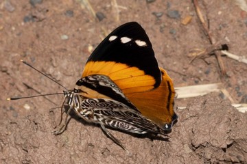 Smyrna blomfildia