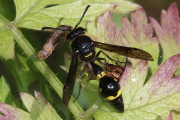 Eumenes coronatus