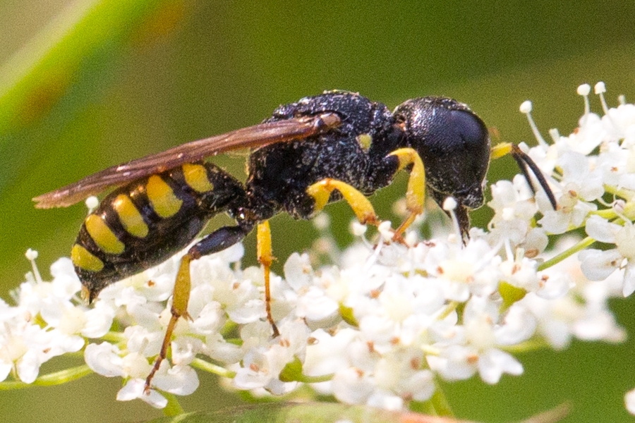 Kleine Silbermundwespe