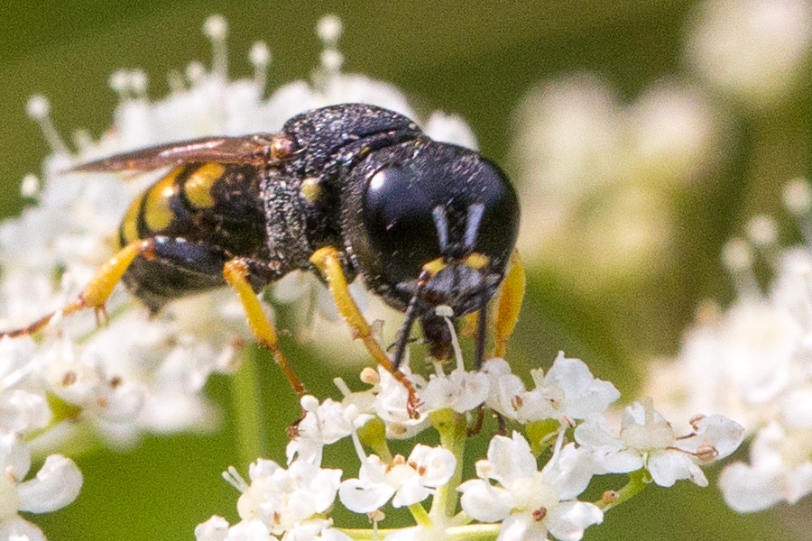 Kleine Silbermundwespe