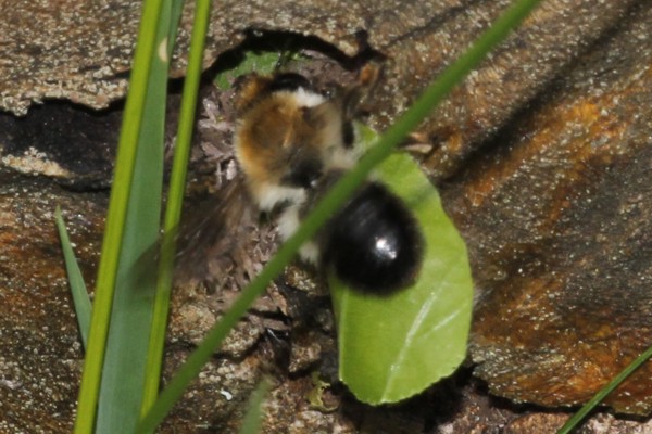 Megachile circumcincta