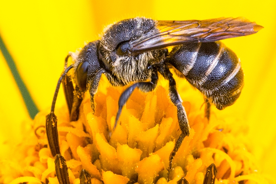 Punktierte Düsterbiene