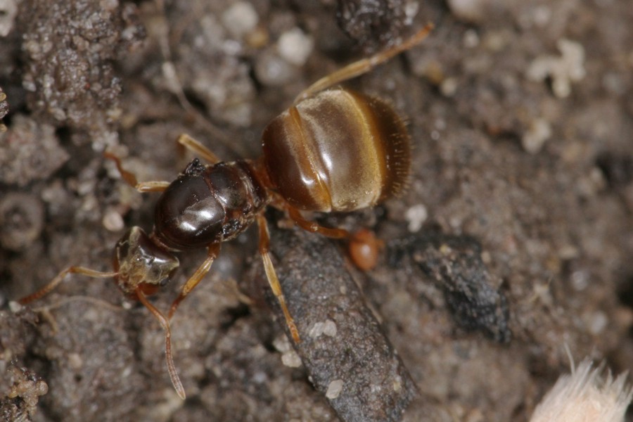 Schwarze Gartenameise