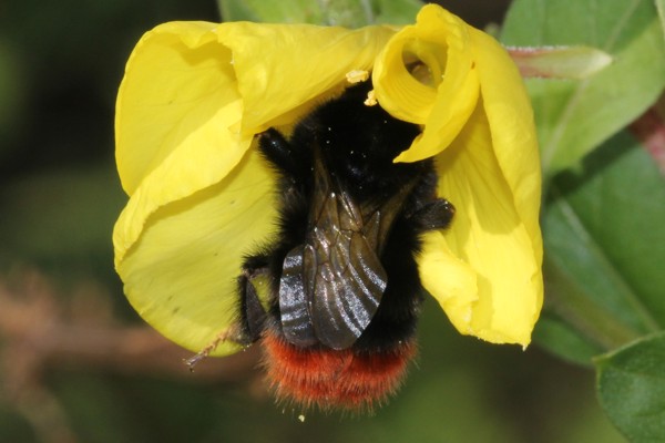 Steinhummel