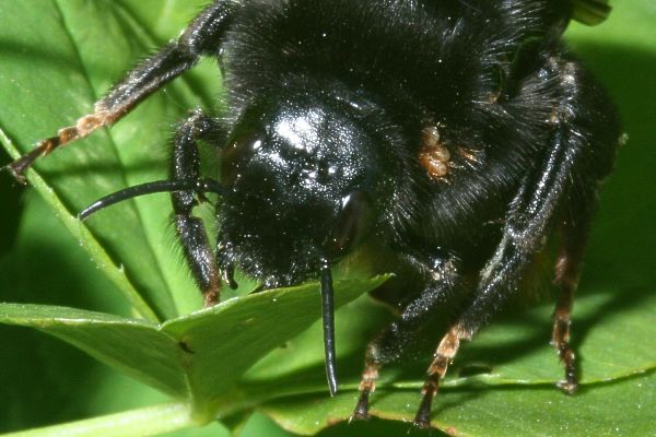 Steinhummel-Schmarotzerhummel