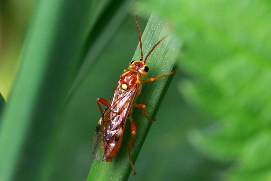 Tenthredopsis sordida