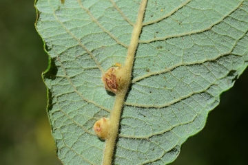 Iteomyia caprea