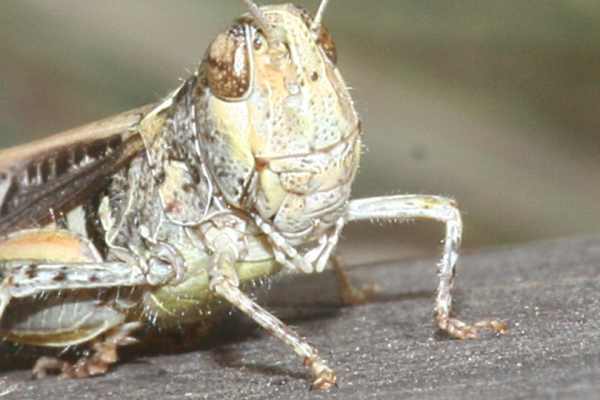 Gefleckte Keulenschrecke