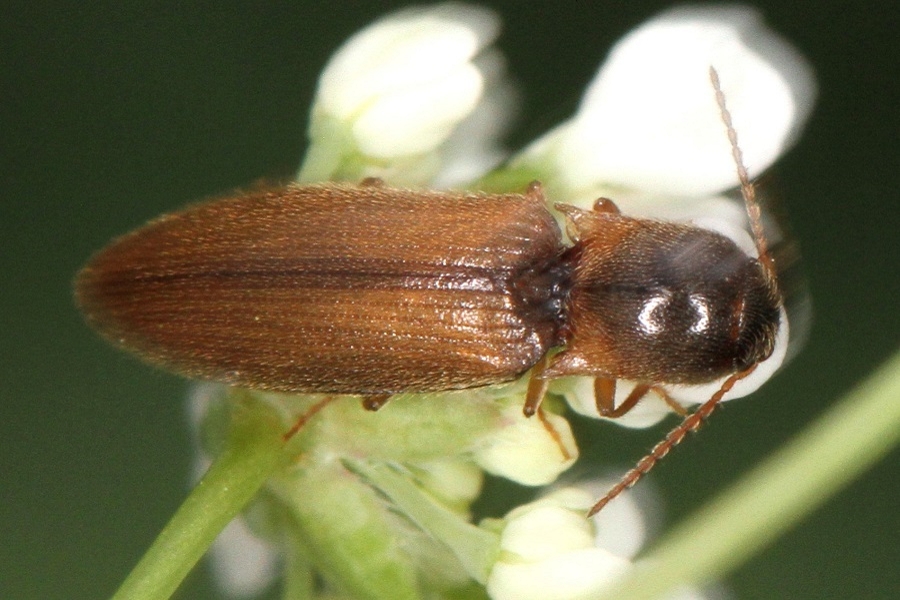 Agriotes acuminatus